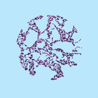 Probiotika